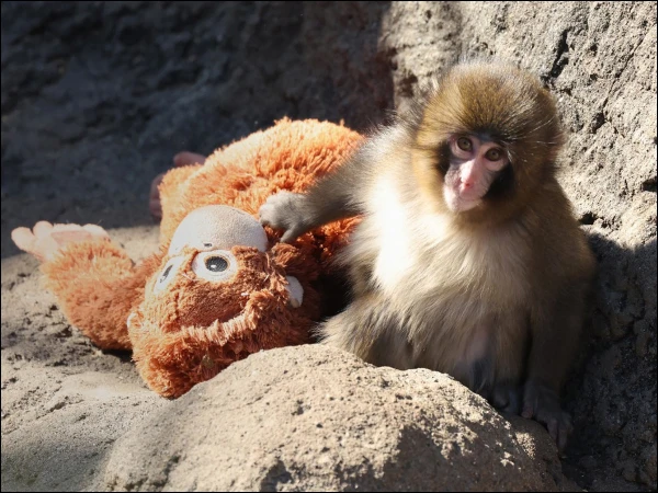 “Punch” the Lonely Baby Monkey Finds Acceptance — Viral Video Touches Millions Worldwide